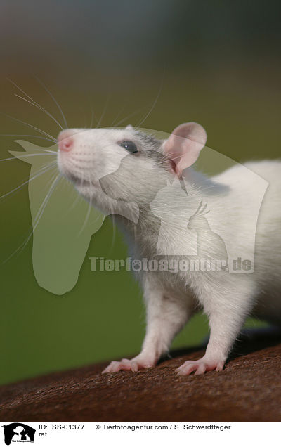 Farbratte / rat / SS-01377