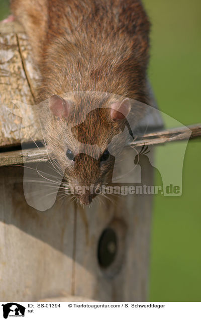 Farbratte / rat / SS-01394