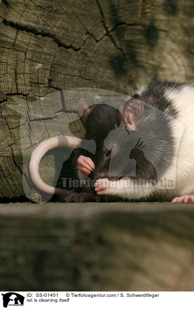Farbratte putzt sich / rat is cleaning itself / SS-01401