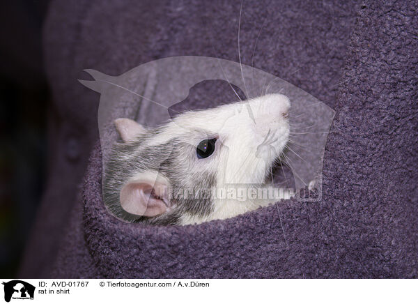 Ratte in Hemdtasche / rat in shirt / AVD-01767