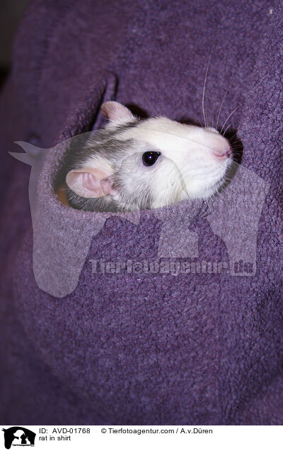 Ratte in Hemdtasche / rat in shirt / AVD-01768