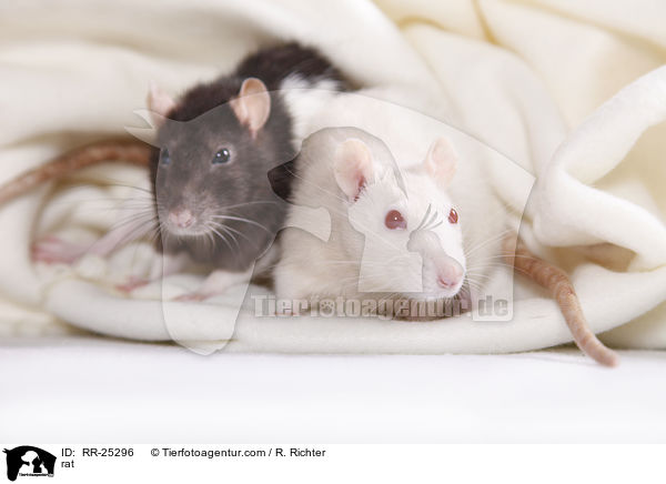 Ratte / rat / RR-25296