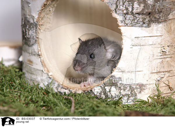 junge Ratte / young rat / BS-03037