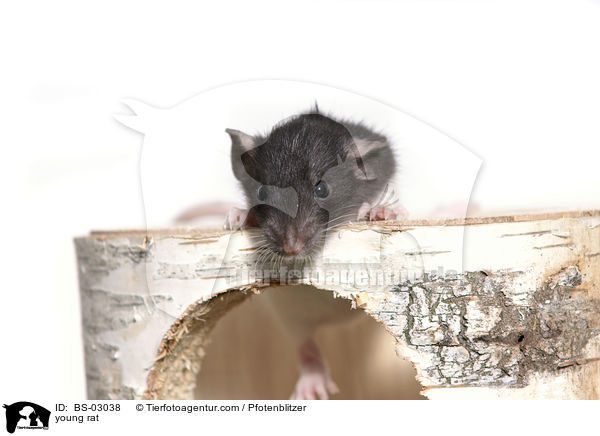 junge Ratte / young rat / BS-03038