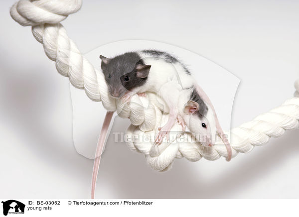 young rats / BS-03052