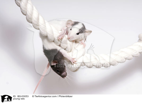 young rats / BS-03053