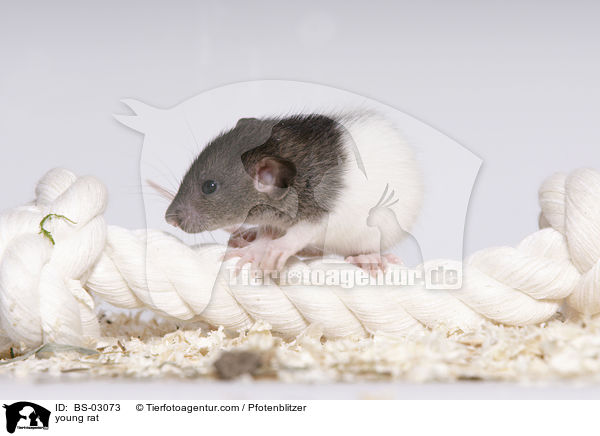 young rat / BS-03073