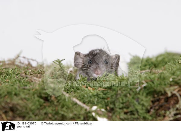 young rat / BS-03075