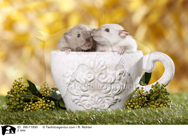 2 rats / RR-71890
