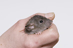 young rat