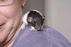 young rat