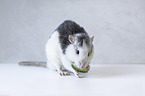 eating rat