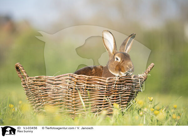 Rex bunny / VJ-03456