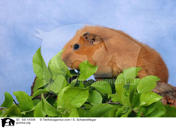 Rex Meerschwein / guinea pig / SS-14306