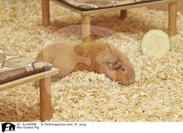 Rex Meerschweinchen / Rex Guinea Pig / KJ-02066