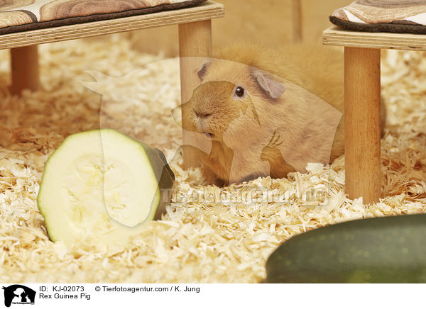 Rex Guinea Pig / KJ-02073
