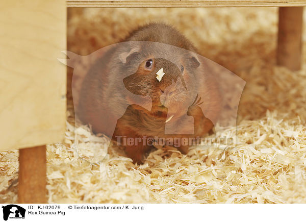 Rex Meerschwein / Rex Guinea Pig / KJ-02079
