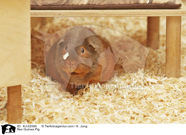 Rex Meerschwein / Rex Guinea Pig / KJ-02080