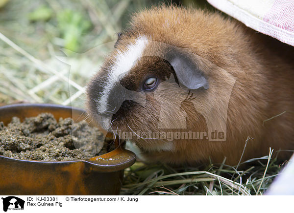 Rexmeerschweinchen / Rex Guinea Pig / KJ-03381