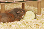 Rex Guinea Pig