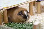 Rex Guinea Pig