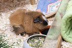Rex Guinea Pig