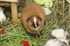 3 Guinea Pigs