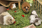 2 Guinea Pigs