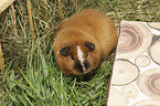 Rex Guinea Pig