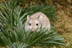 Roborovski's dwarf hamster