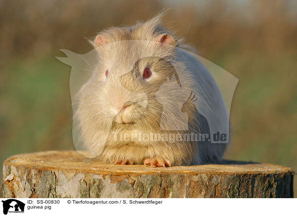 Meerschwein / guinea pig / SS-00830