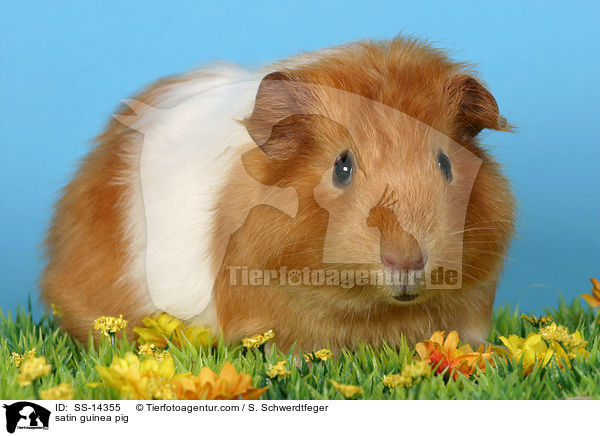 satin guinea pig / SS-14355