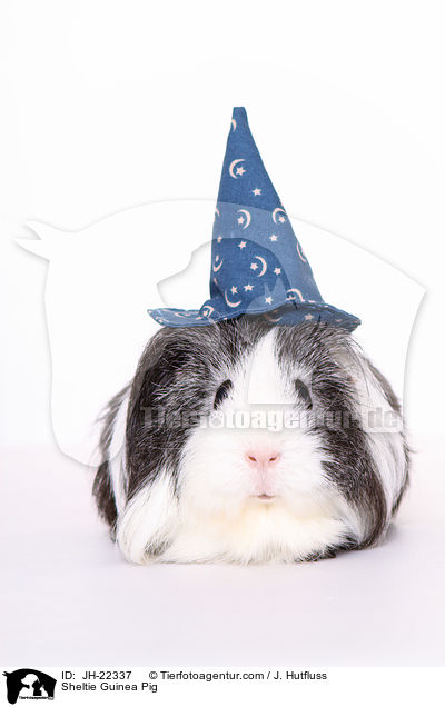 Sheltie Guinea Pig / JH-22337