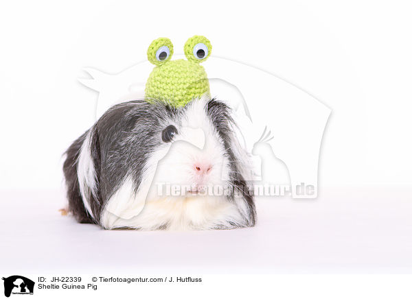 Sheltie Meerschweinchen / Sheltie Guinea Pig / JH-22339