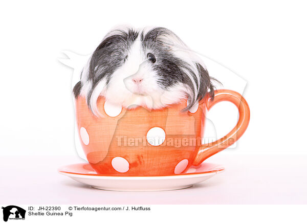 Sheltie Guinea Pig / JH-22390