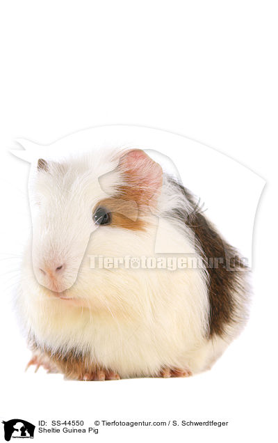 Sheltie Guinea Pig / SS-44550