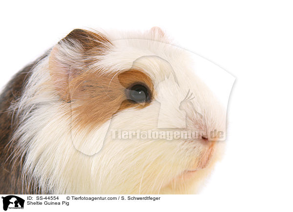 Sheltie Meerschweinchen / Sheltie Guinea Pig / SS-44554