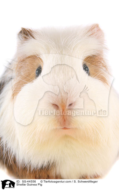 Sheltie Guinea Pig / SS-44556