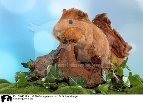 Sheltie guinea pig / SS-47129