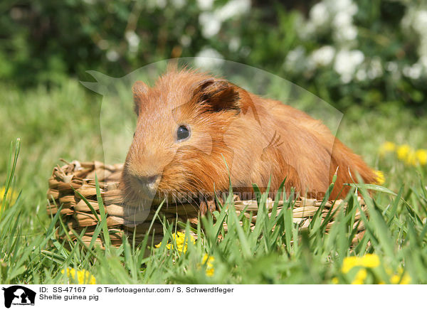Sheltie guinea pig / SS-47167