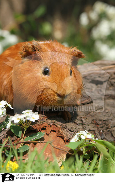 Sheltie Meerschweinchen / Sheltie guinea pig / SS-47194
