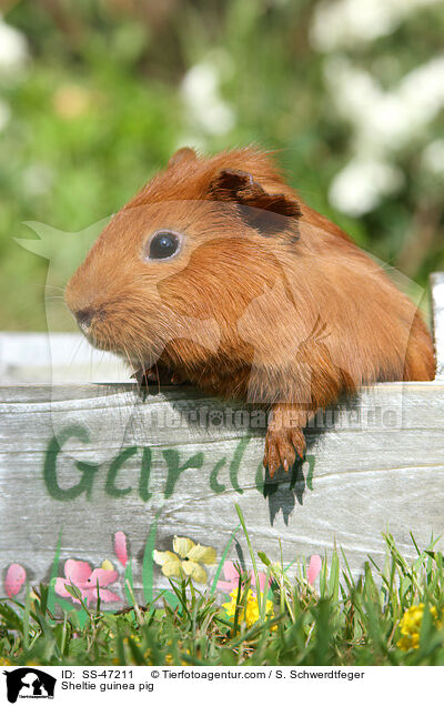 Sheltie Meerschweinchen / Sheltie guinea pig / SS-47211