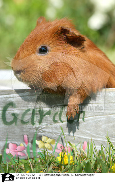 Sheltie Meerschweinchen / Sheltie guinea pig / SS-47212
