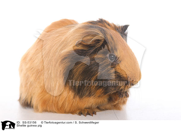 Sheltiemeerschweinchen / Sheltie guinea pig / SS-53156