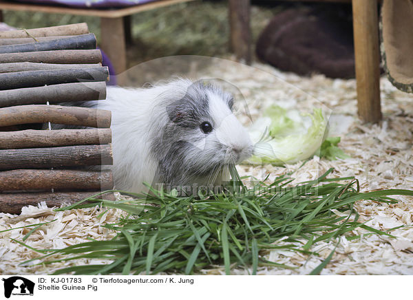 Sheltiemeerschweinchen / Sheltie Guinea Pig / KJ-01783