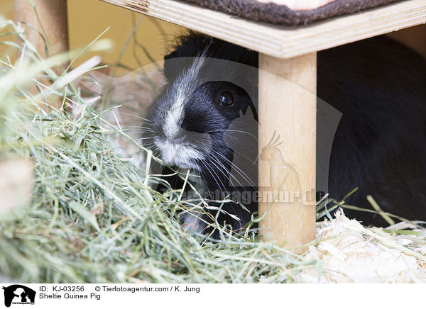 Sheltie Guinea Pig / KJ-03256