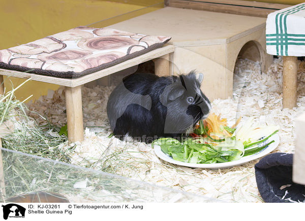 Sheltiemeerschweinchen / Sheltie Guinea Pig / KJ-03261