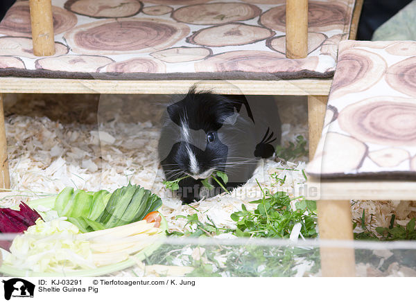 Sheltiemeerschweinchen / Sheltie Guinea Pig / KJ-03291