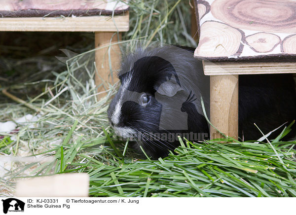Sheltiemeerschweinchen / Sheltie Guinea Pig / KJ-03331