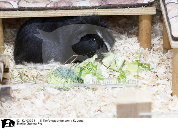 Sheltiemeerschweinchen / Sheltie Guinea Pig / KJ-03351